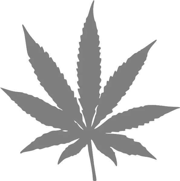 Real Weed Leaf Transparent U0026 Png Clipart Free Download Ywd Pot Leaf Marijuana Leaf Transparent