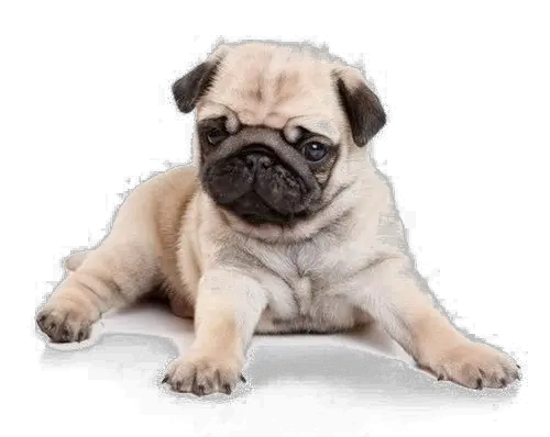 Download Pug Png Image Background Pug Puppies Pug Transparent Background