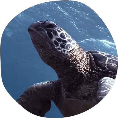 Home Ridley Sea Turtle Png Sea Turtle Png