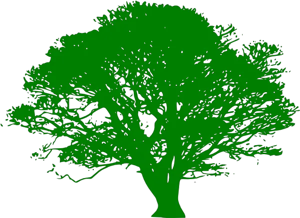 Maple Tree Png 900px Large Size Clip Arts Free And Png Vector Tree Black And White Maple Tree Png