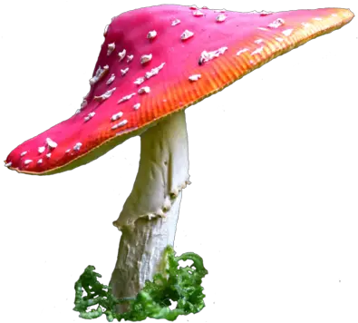 Toadstool Png Hd Transparent Hdpng Images Pluspng Alice In Wonderland Mushroom Png Mushroom Png