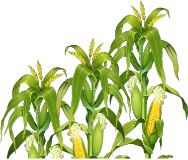 Download Corn Plant Transparent Image Hq Png Freepngimg Corn Stalk Png Plant Transparent Background
