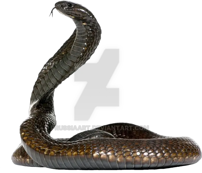 Egyptian Cobra Snake Cape King Snake Transparent Background Png Cobra Png