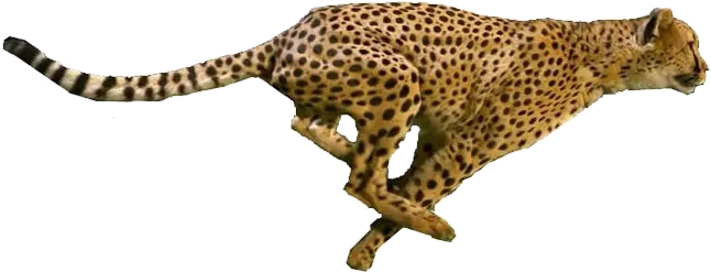 Portable Network Graphics Png Image Running Cheetah Transparent Background Cheetah Png