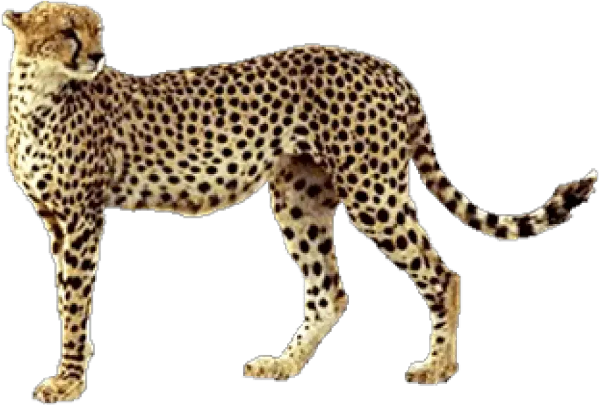 Free Transparent Png Images On Cheetah