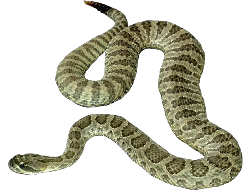 Snake Png Image Picture Download Free Transparent Background Snake Transparent Snake Scales Png