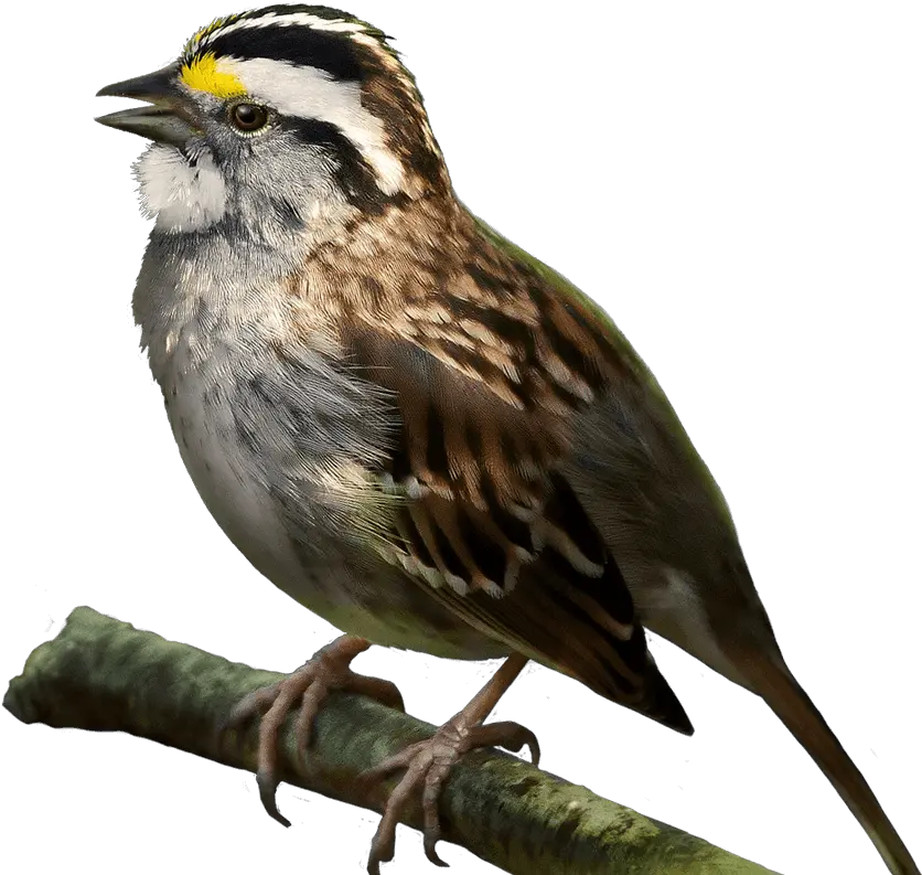 Download White Throated Sparrow Transparent Png Sparrow Png