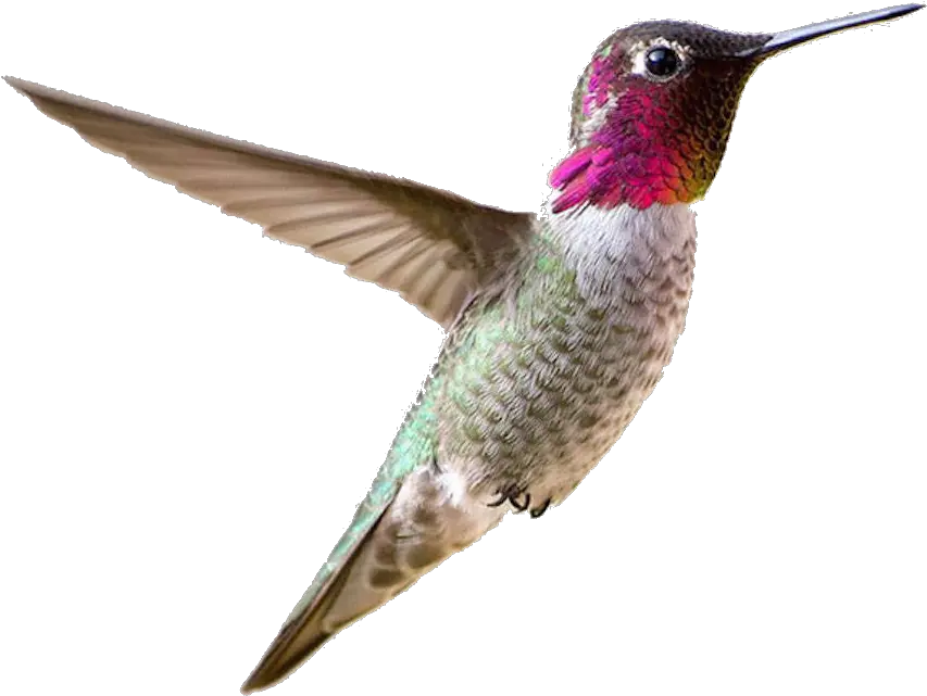 Hummingbird Transparent Free Png Transparent Small Bird Png Hummingbird Transparent