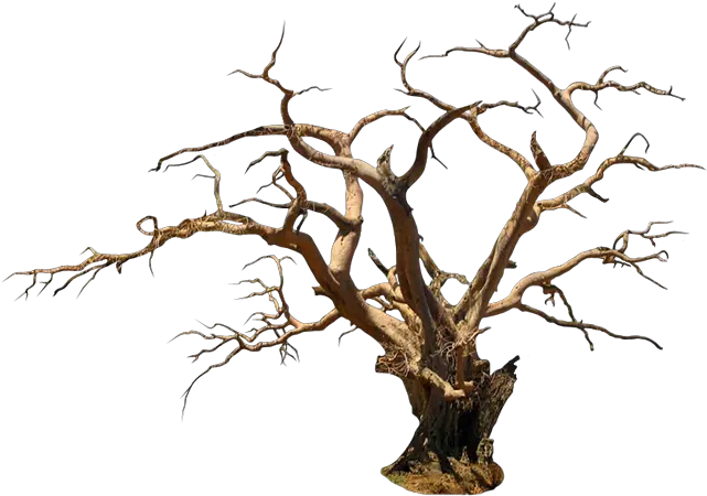 Halloween Trees Png Picture Wood Spooky Tree Png