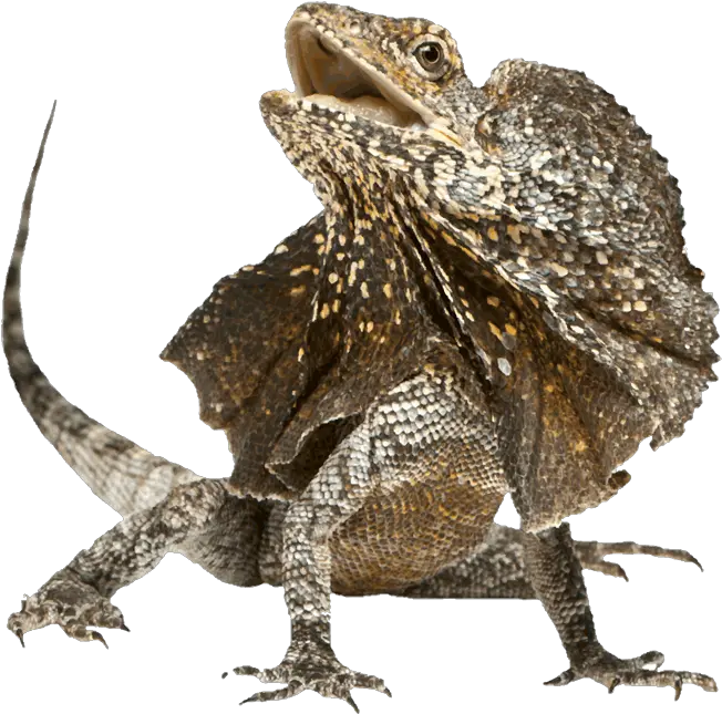 Horned Lizard Transparent Png Frill Necked Lizard Png Lizard Transparent