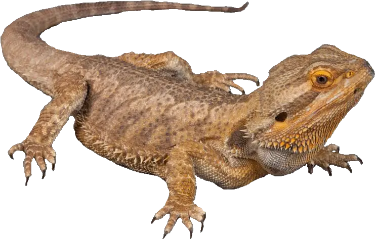 Lizards Jenis Kadal Peliharaan Png Lizard Transparent