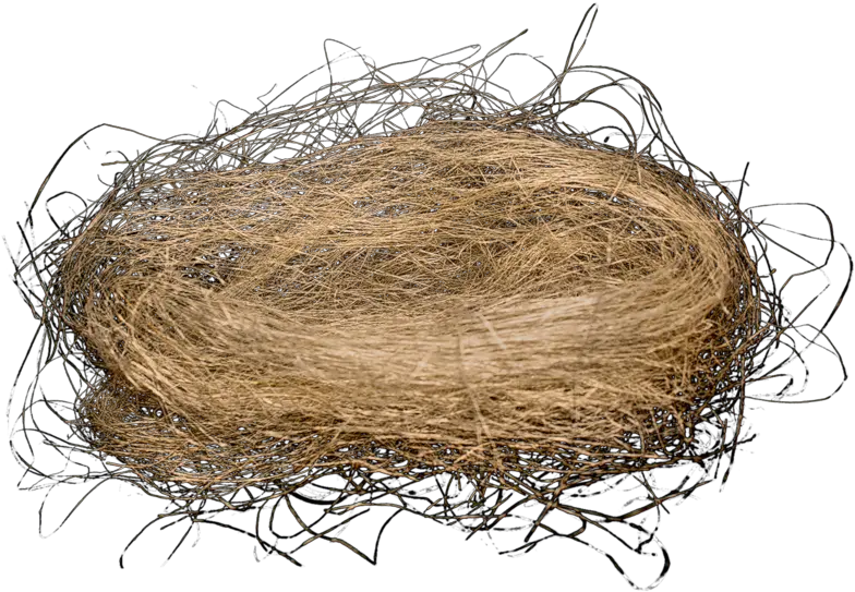 Hd Birds Nest Png