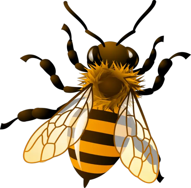 Bee Png Clip Art Honey Bee Bees Png