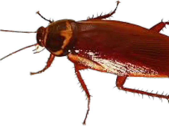 Cockroach Png Transparent Images Black And White Cockroach Clipart Black And White Cockroach Png