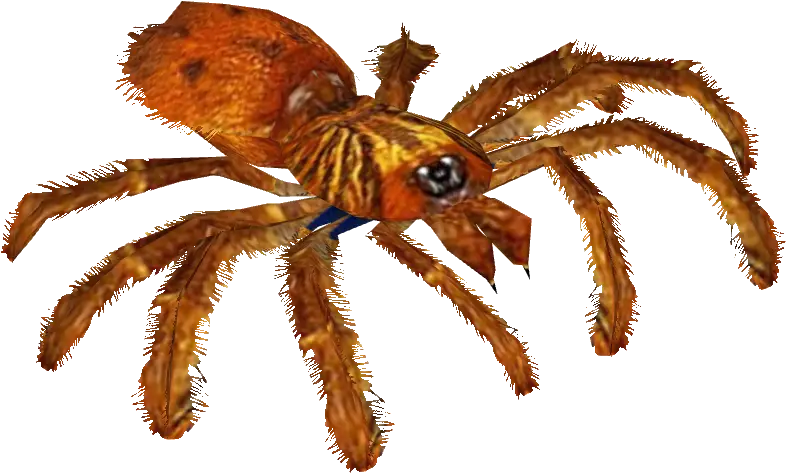 Download Orange Baboon Tarantula Greenbottle Blue Blue Tarantula Png Tarantula Png