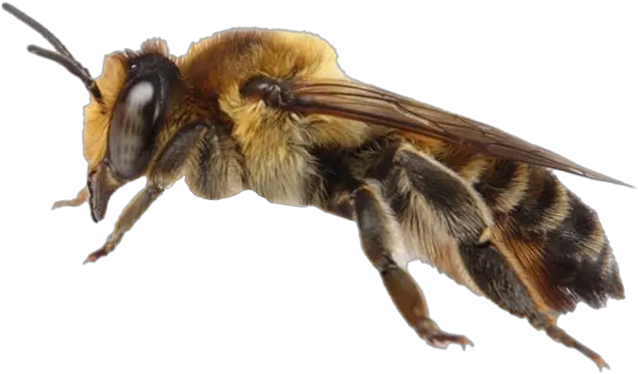 Bee Png Transparent Images Free Honeybee Bee Transparent Background