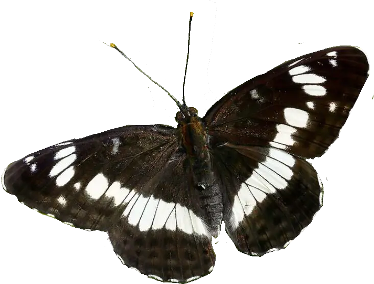 Transparent Imgs U2014 Transparent Butterfly Png Butterflies Transparent