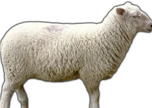 Sheep Png Transparent Images Merino Sheep Icon