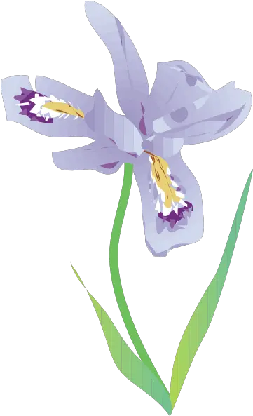 Free Iris Flower Png Download Dwarf Lake Iris Illustration Iris Flower Png