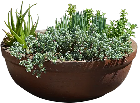 Ipomea Batatas In A Round Clay Pot Plant Pot On A Transparent Background Png Planter Png