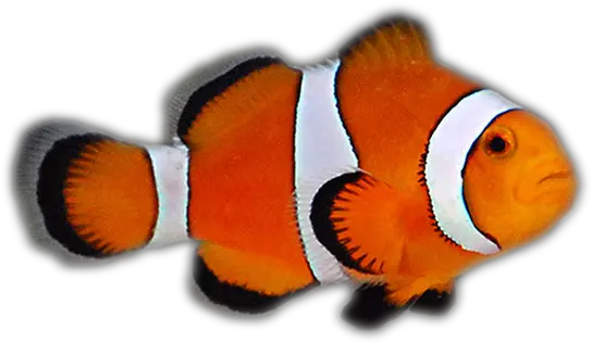 Saltwater U2013 Aquatic Pets And Reptiles Saltwater Fish Transparent Png Clownfish Png