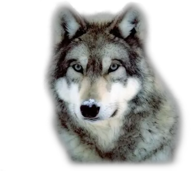 Wolf Png Picture Grey Wolf Wolf Face Png
