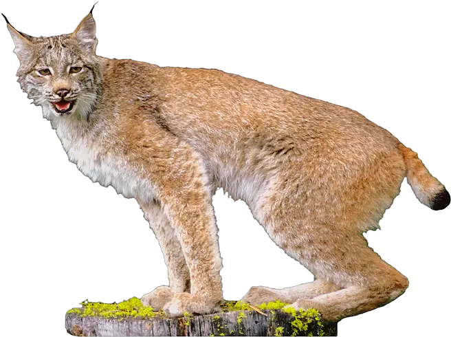 Download Free Lynx Picture Icon Favicon Transparent Lynx Png Lynx Icon