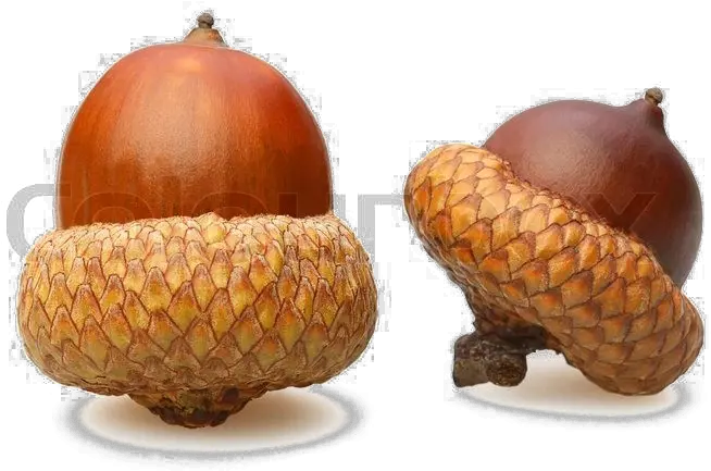 Acorn Png Download Image Acorns With Transparent Background Acorn Png