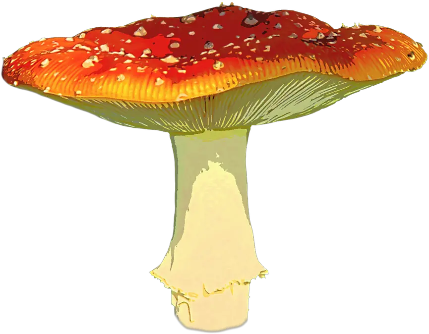 Free Transparent Mushroom Png Download Amanita Muscaria Png Mushroom Transparent