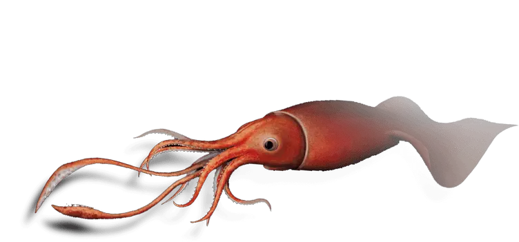 Squid Png Images Hd Giant Squid Png Squid Png