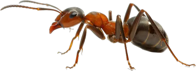 Ant Treatment Services Acrobat Ant Png Ant Transparent