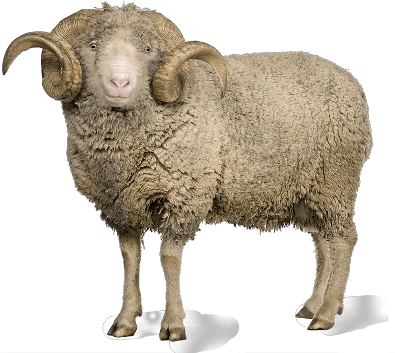 Sheep Png Images Picture Male Sheep Png Sheep Png