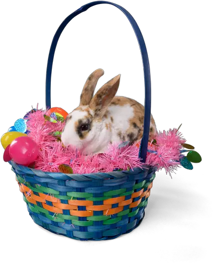 Easter Bunny And Basket Of Eggs Photos By Canva Domestic Rabbit Png Easter Basket Transparent