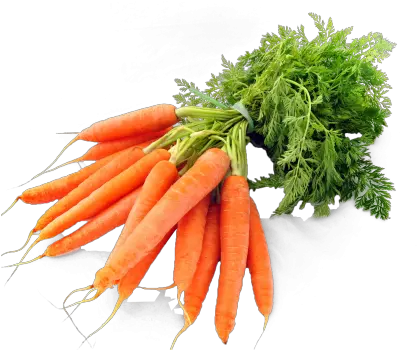 Download 8 Months Ago 1169 121 Carrots Png Carrot Transparent Background