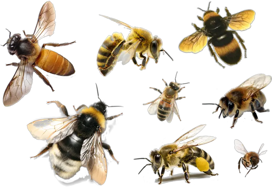 Bee Png Free Download Bees Png Transparent Bee Png