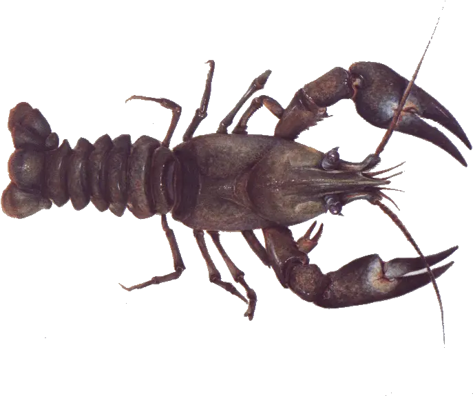 Crayfish Common Yabby Png Crawfish Png