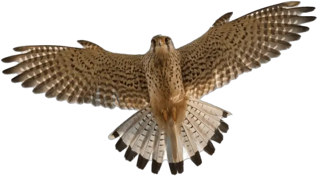 Transparent Flying Falcon Wallpaper Peregrine Falcon Png Falcon Transparent