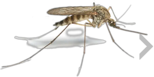 Mosquito Png Transparent Free Images