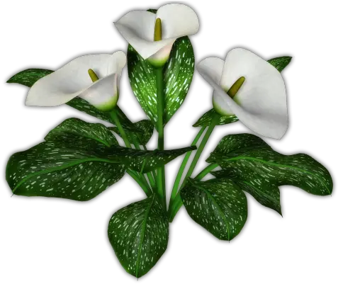 Download Calla Transparent Background Hq Png Image In Arum Lily Transparent Background