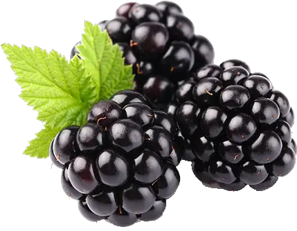 Blackberry Fruit Png Clipart Mart Blackberry Fruit Fruit Clipart Png