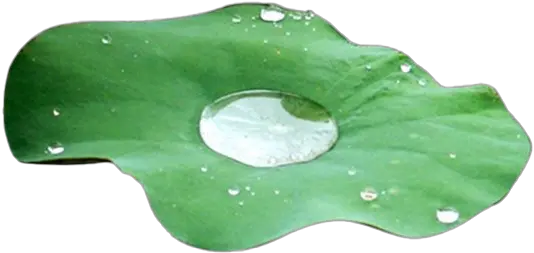 Download Free Water Drop Leaf Clipart Hq Icon Favicon Leaf Water Drop Png Drop Of Water Icon