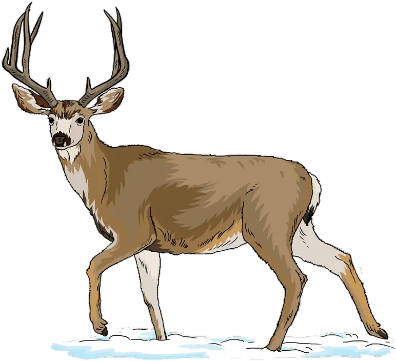 Deer Label A Deer Png Deer Transparent