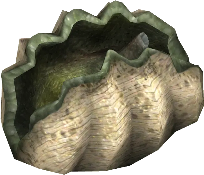 Giant Clam Giant Clam Png Clam Png