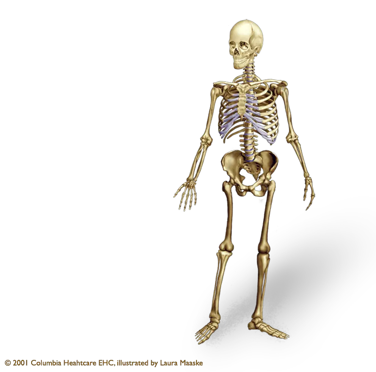 Human Bone Png Bones