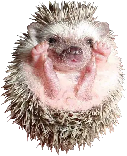 Baby Hedgehog Transparent Image Free Baby Hedgehog Png Hedgehog Transparent Background