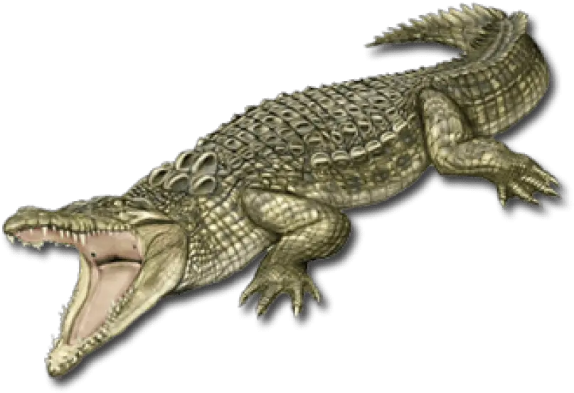 Crocodile Png Images Transparent Transparent Crocodile Logos Crocodile Png