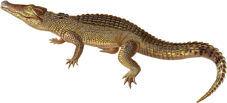 Nile Crocodile Transparent Png Cuban Crocodile Transparent Crocodile Png