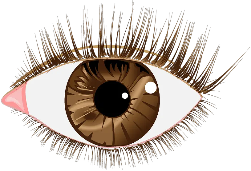Download Eye Lashes Images Brown Eyes Transparent Png Clear Png