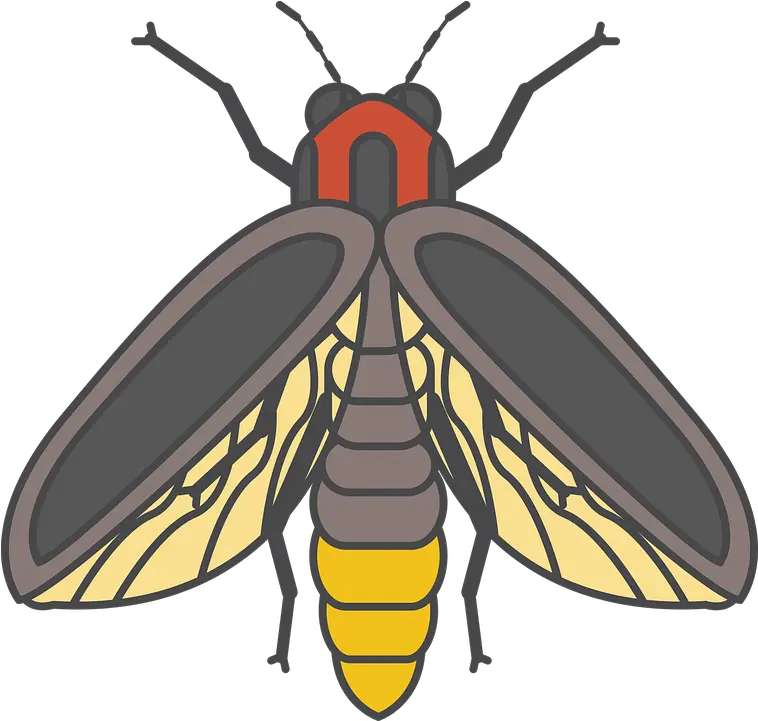 Fire Fly Bug Insect Firefly Insect Png Firefly Png