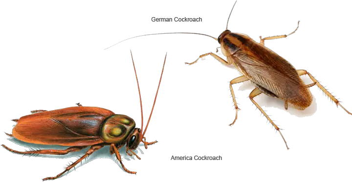 Cockroaches Control Malaysia Difference Between Roach And Beetle Png Cockroach Transparent